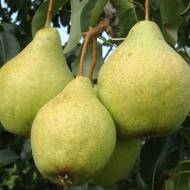 Саженец Груша Просто Мария в контейнере